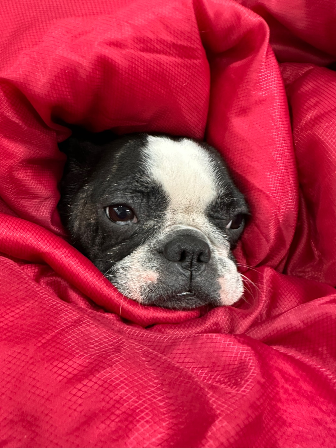 보스턴테리어 반달이의 이미지