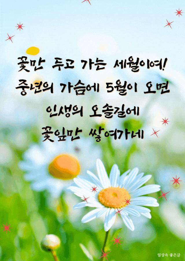 들꽃과 중년의 삶과 5월의 인연을 표현한 감성적인 시 이미지