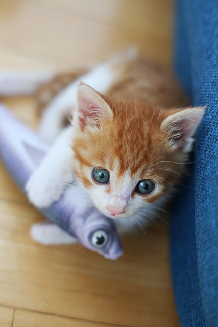 고양이 흙먹는 버릇 원인 6가지와 집에서 하는 행동교정 방법