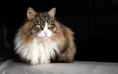 고양이의 "빵 굽기" 자세: 손안에 담긴 평화의 비밀