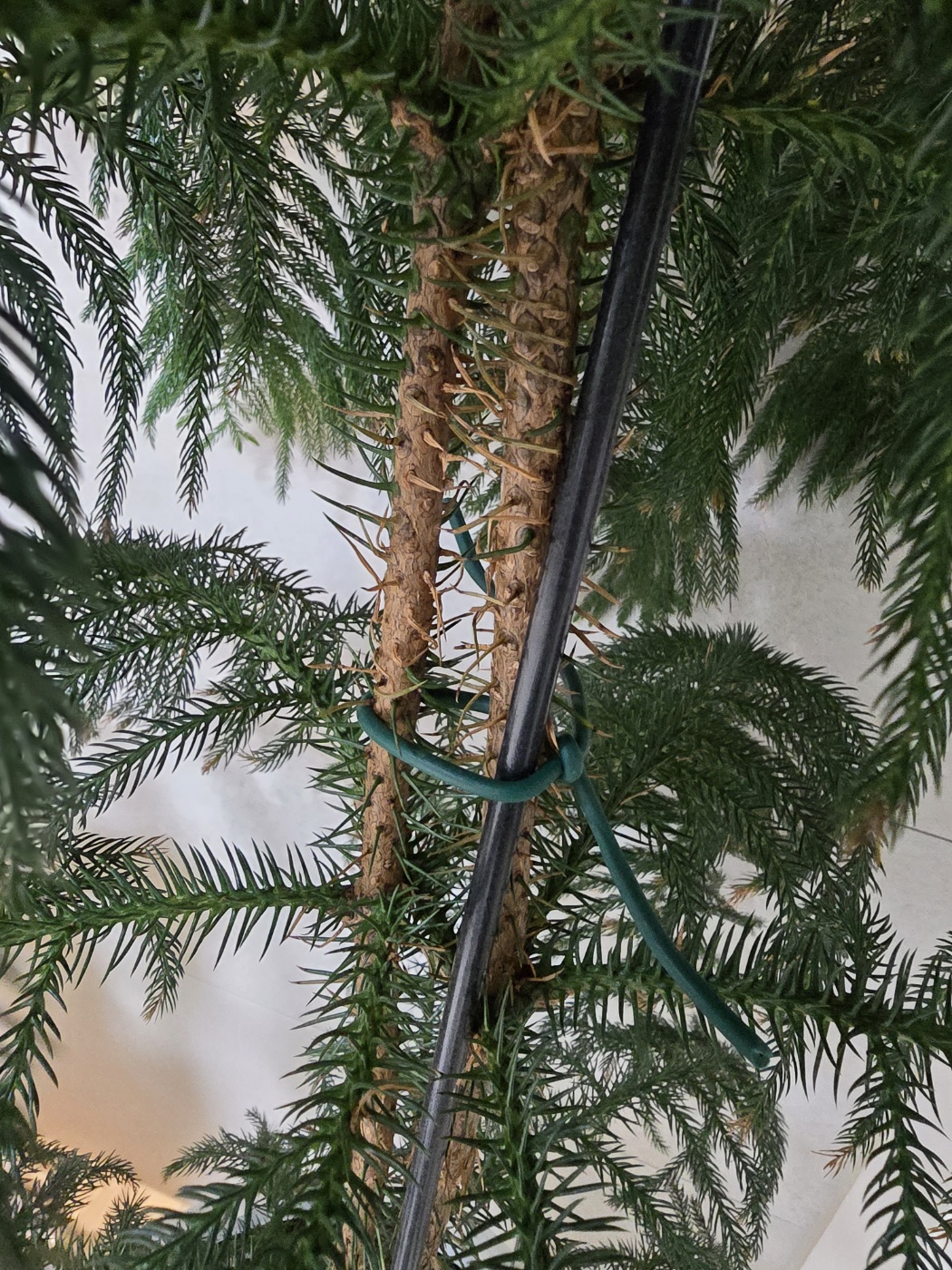 목대에도 가시가 있어요