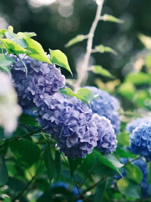 아양기찻길 벚꽃 산책 코스와 가성비 맛집