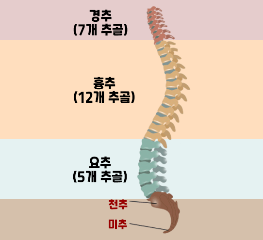 요추와 천추 위치