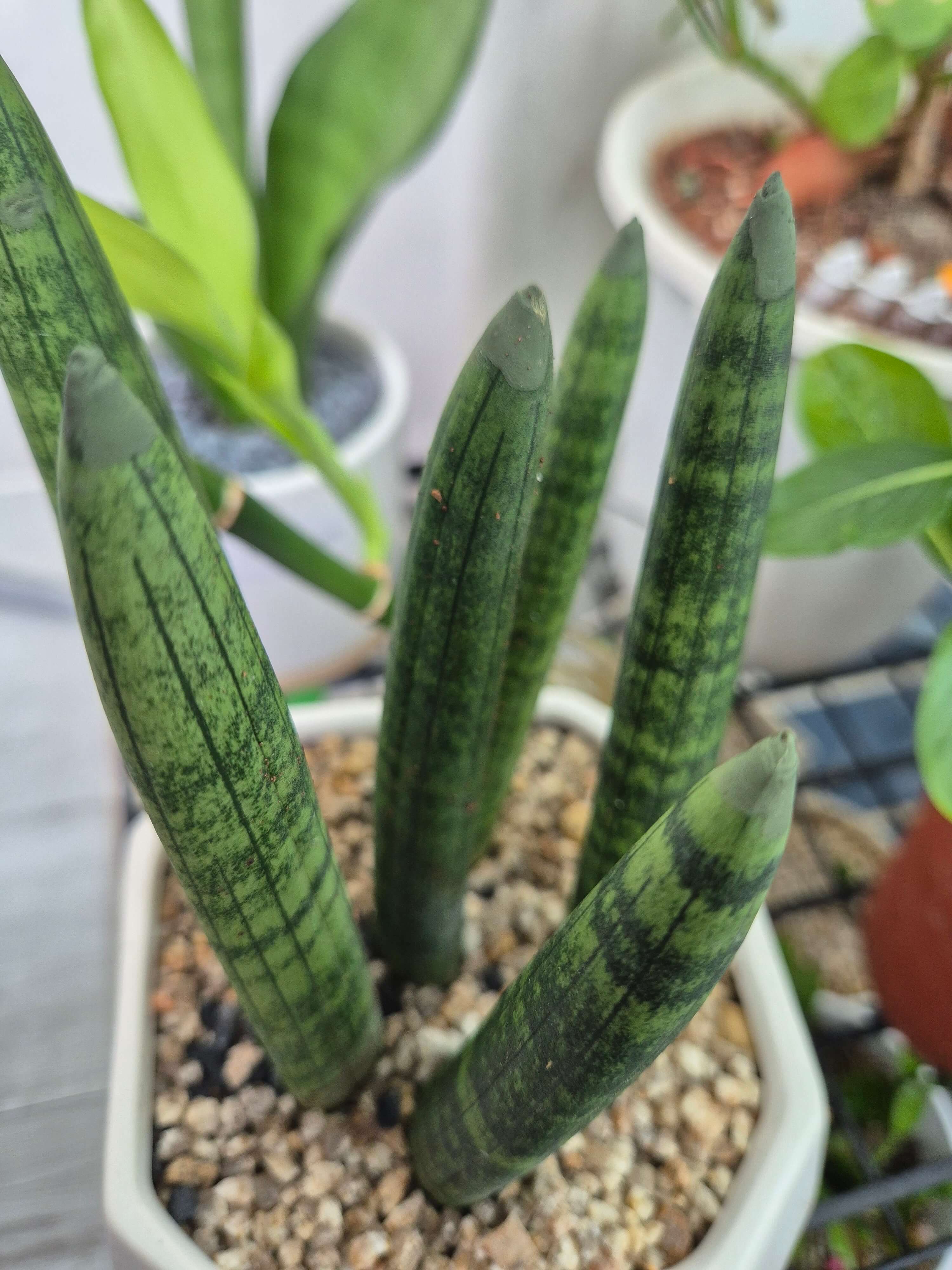 스투키와 관련된 사진입니다.