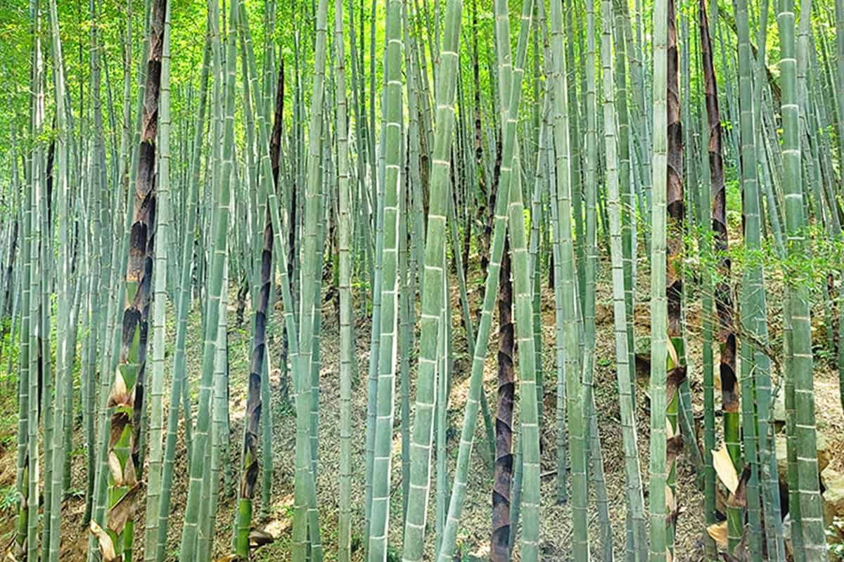 담양 한국대나무박물관 방문 꿀팁: 위치, 관람정보, 등나무꽃 포인트 총정리