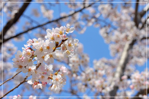 부산 벚꽃 만개