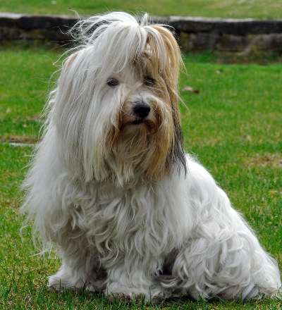 꼬똥 드 툴레아 미용