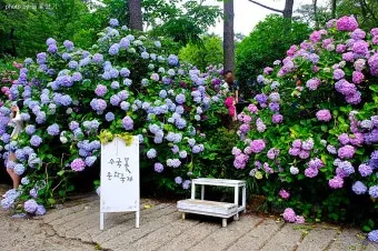 태종대 수국축제 일정 위치 주차팁 꿀정보 정리_17