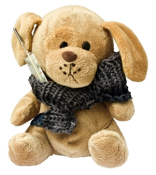 강아지의 아픈 모습 사진