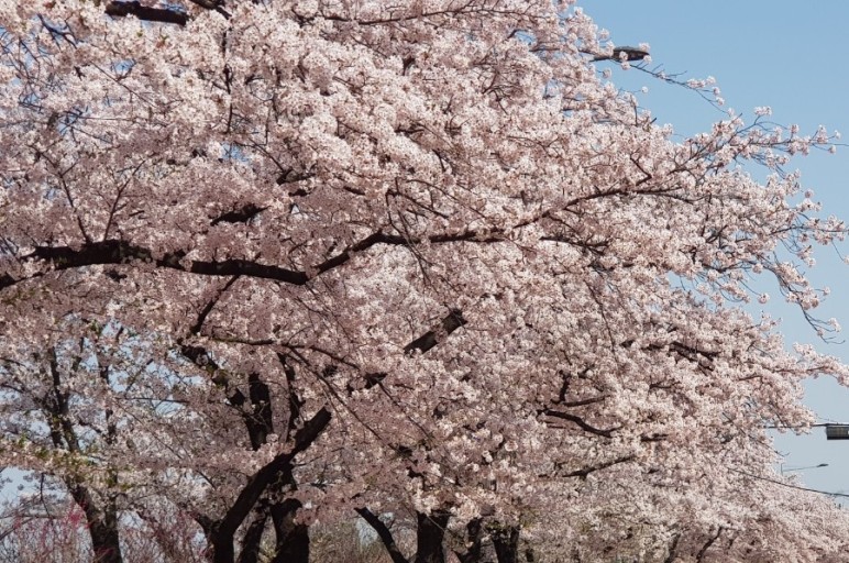 벚꽃 개화시기