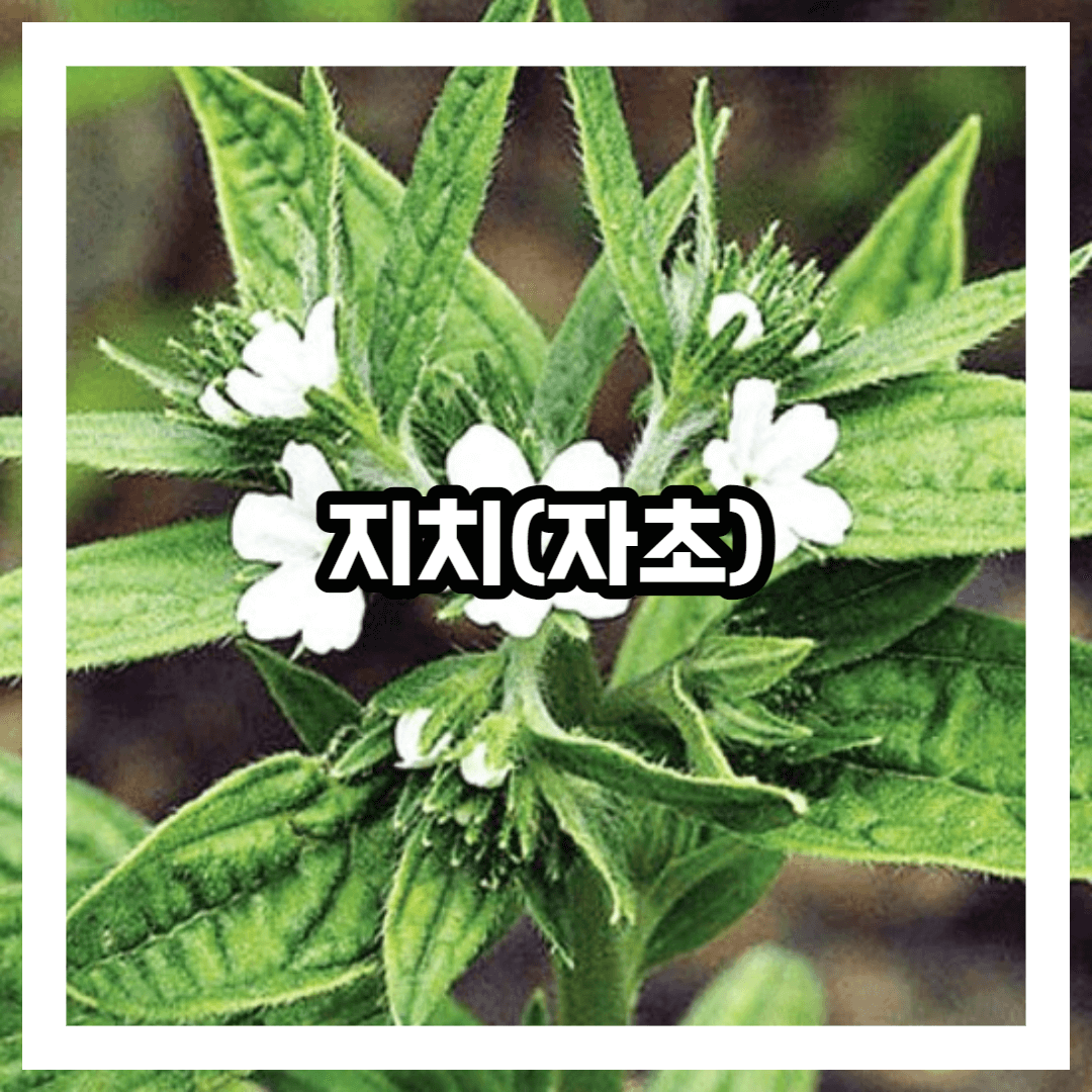 지치 블로그 썸네일 사진