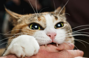 물어뜯는 고양이