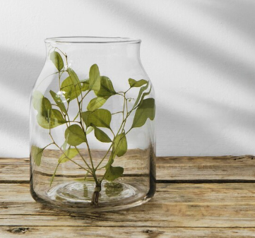 아보카도 키우기&amp;#44; 키우는 방법 - 햇빛1