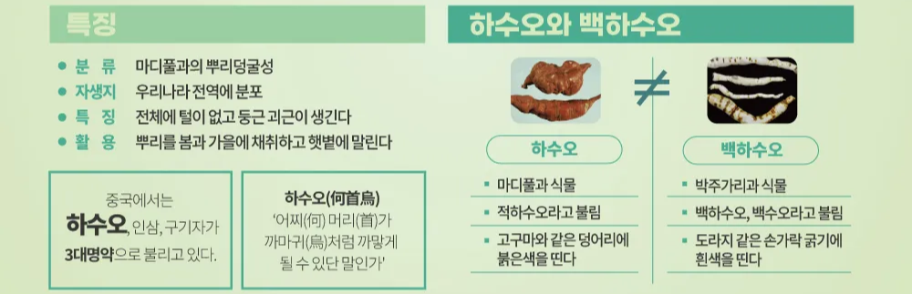 하수오 백하수오