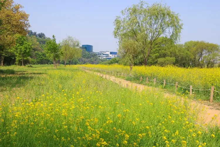 팔현생태공원 유채꽃