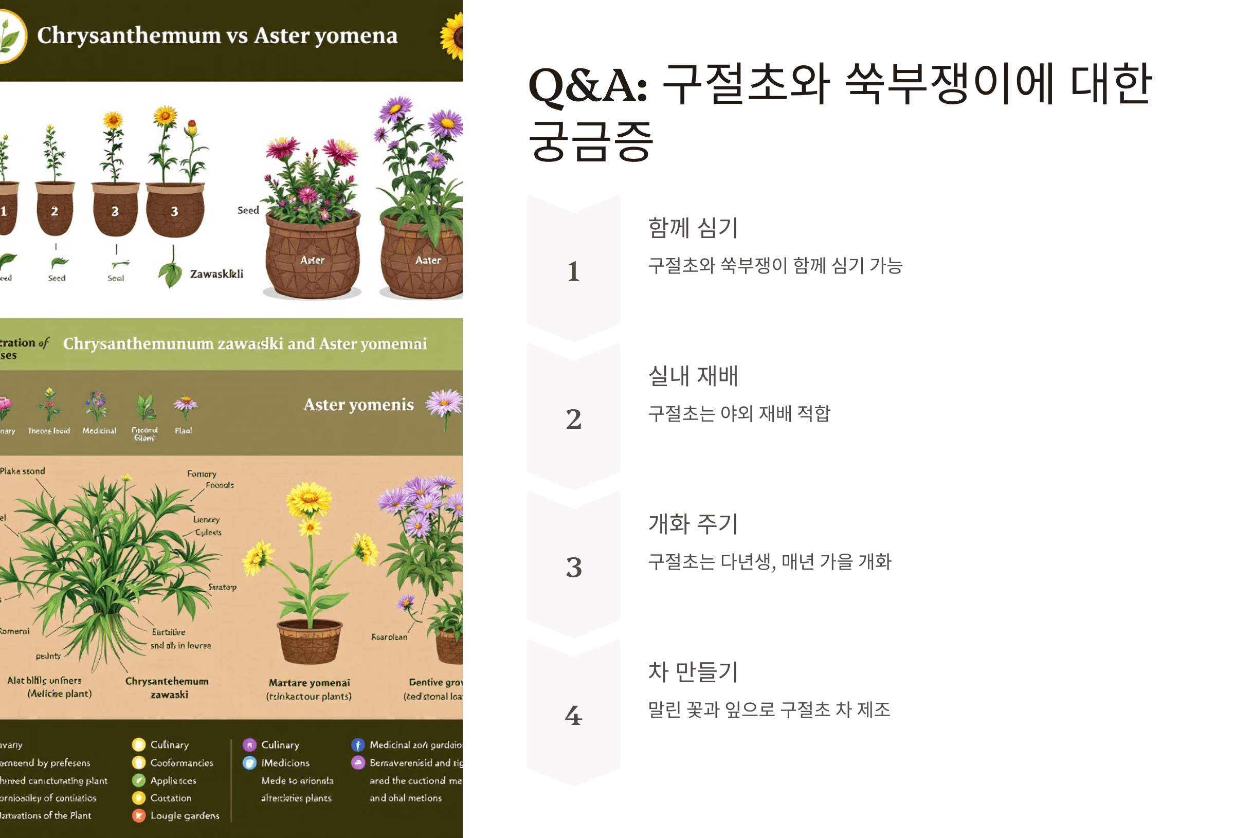 구절초 사진입니다.