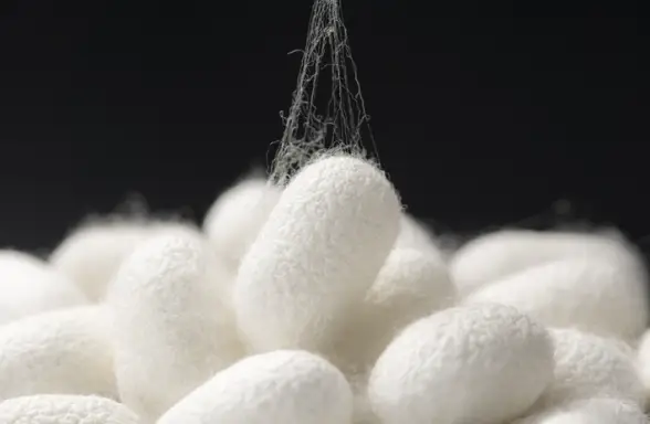 번데기-누에고치