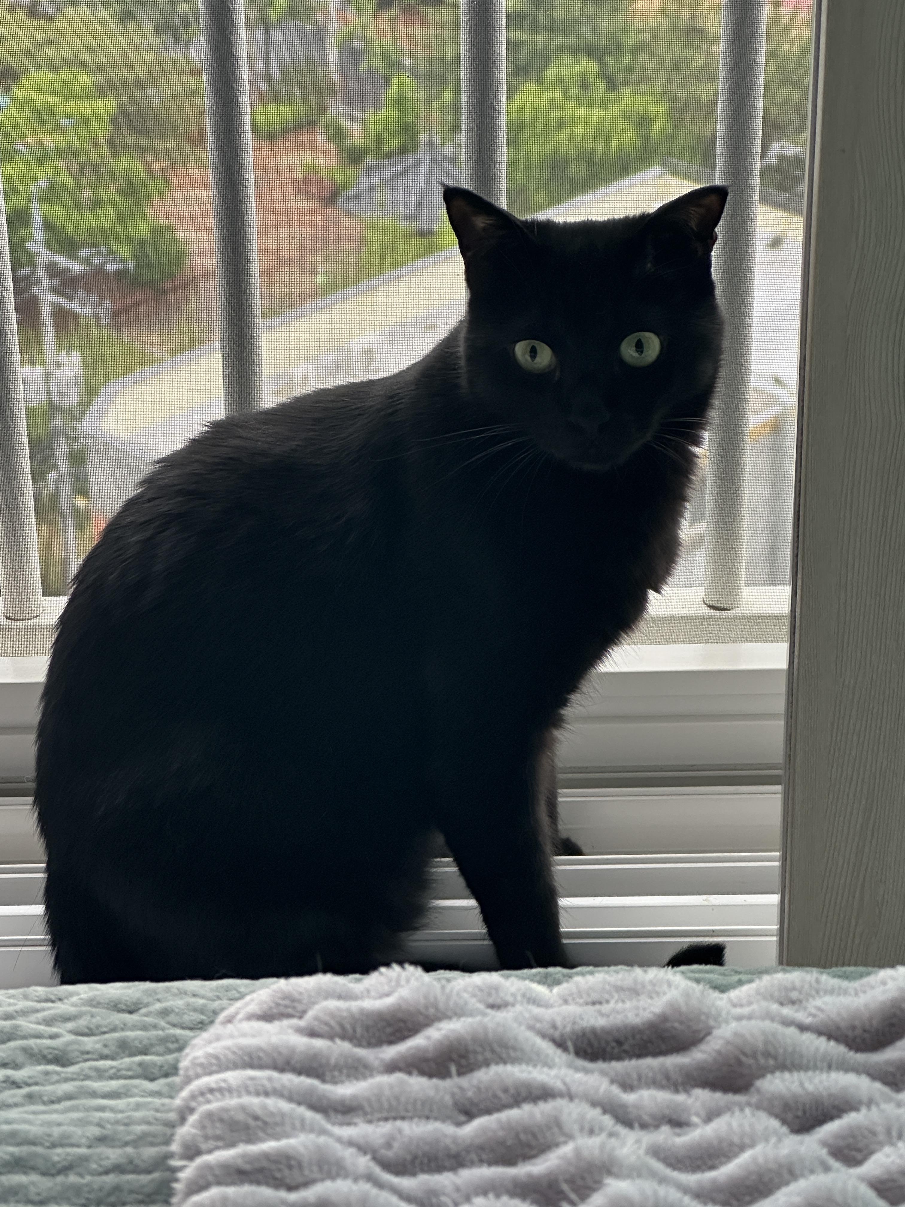 센티한 건이 모음.. (feat. 문화생활 즐기는 고양이 건이)