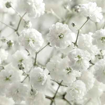 안개꽃 자세히 보기