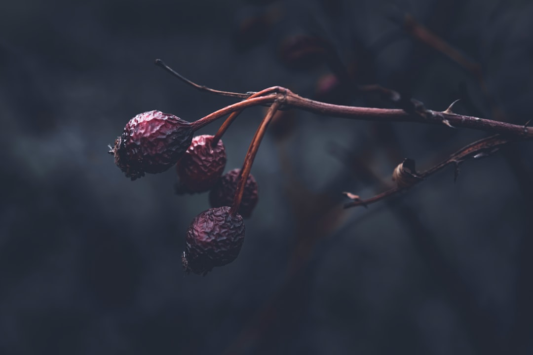 Bilberry