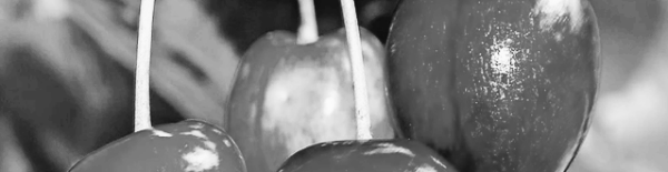 체리나무 재배법: 열매, 꽃