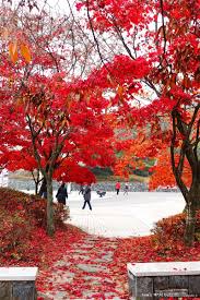 대청호반길 단풍 명소