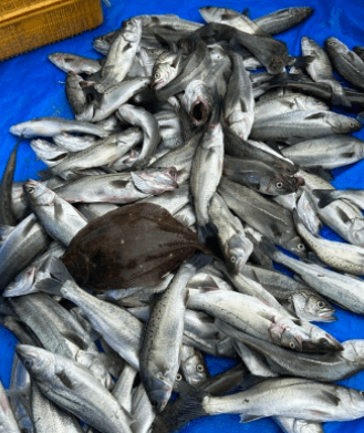 [6시 내고향] 진도 조도 장어탕 맛집 대성식당&amp;#44; 나배도 농어 택배 주문