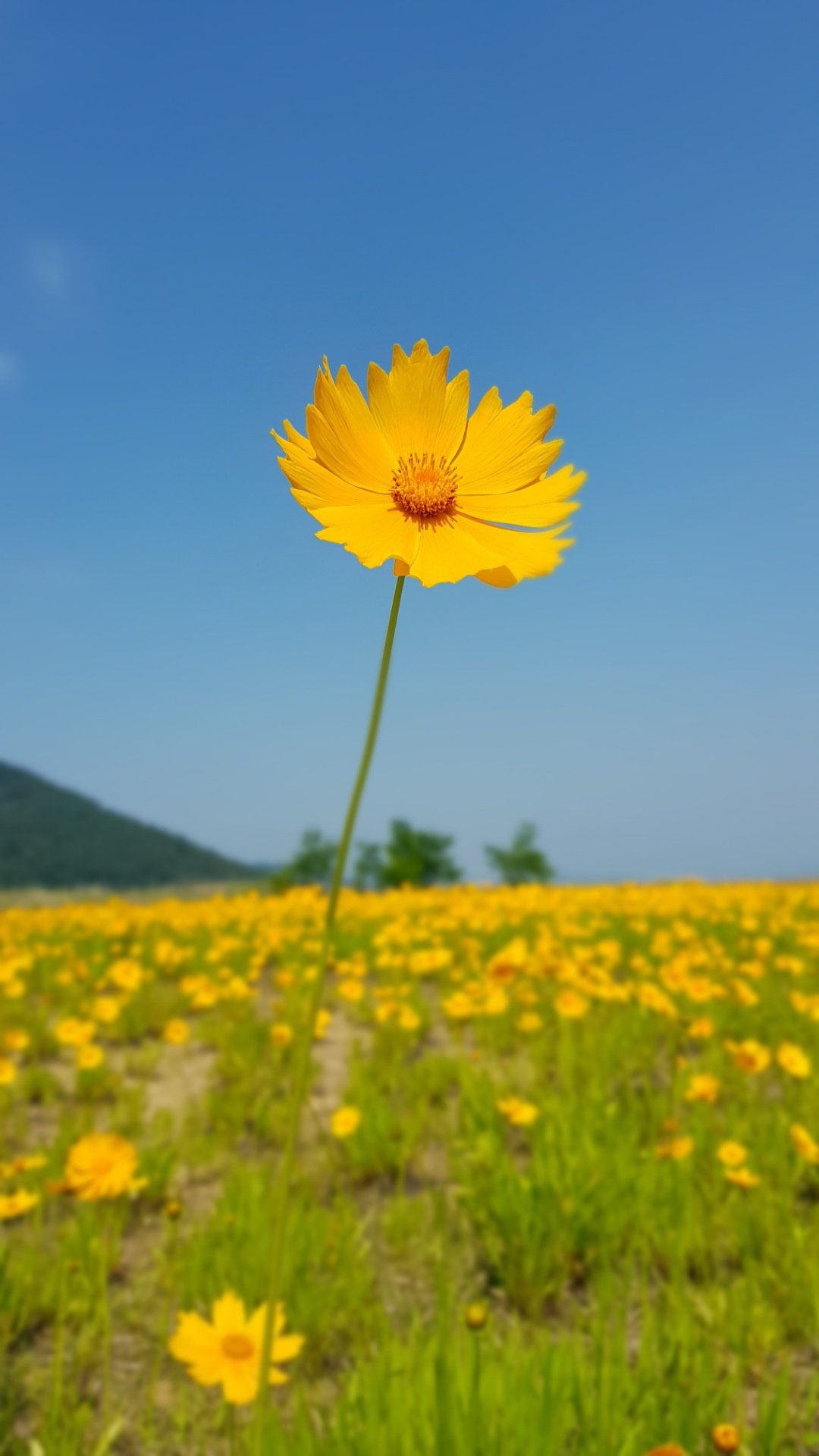 창원 북면수변생태공원 금계국