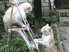 귀여운 고양이 움짤