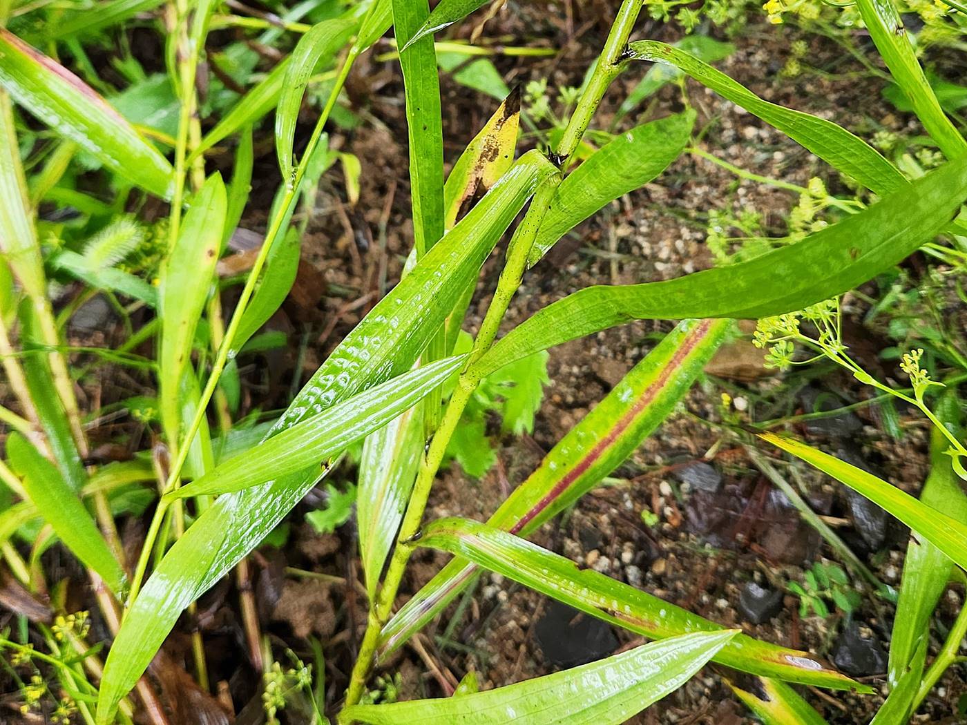 시호