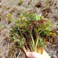 6시 내고향, 오늘 4월 14일 방송 눈개승마 효능과 먹는법 총정리 관련사진