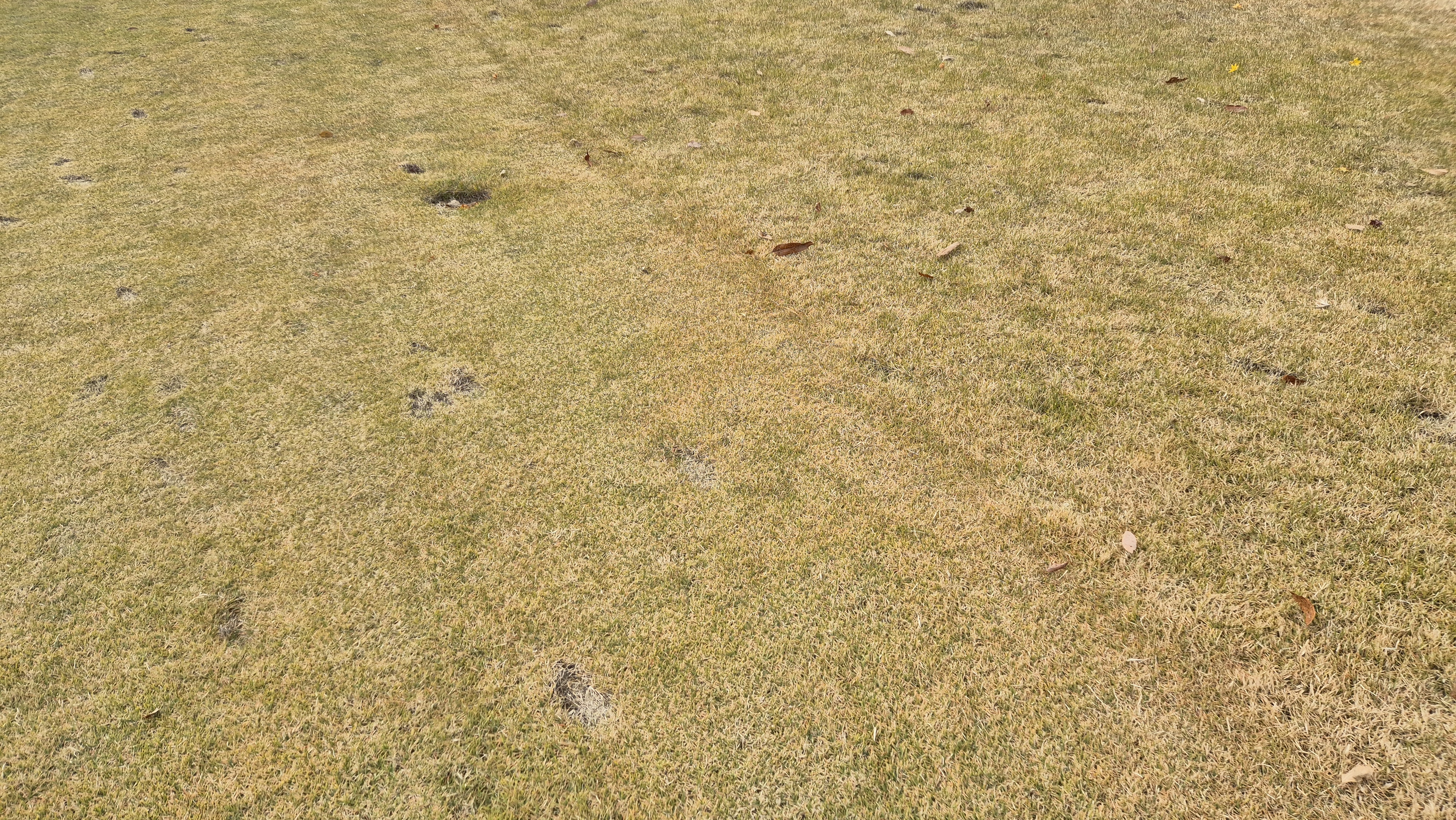 올데이 떼제베cc 가람-누리(서-남) 코스관리상태