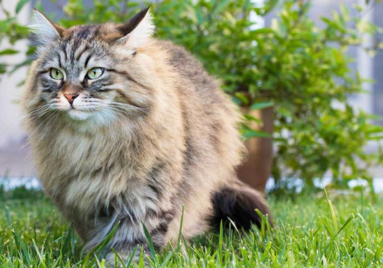 사이베리안 포레스트 캣의 이미지