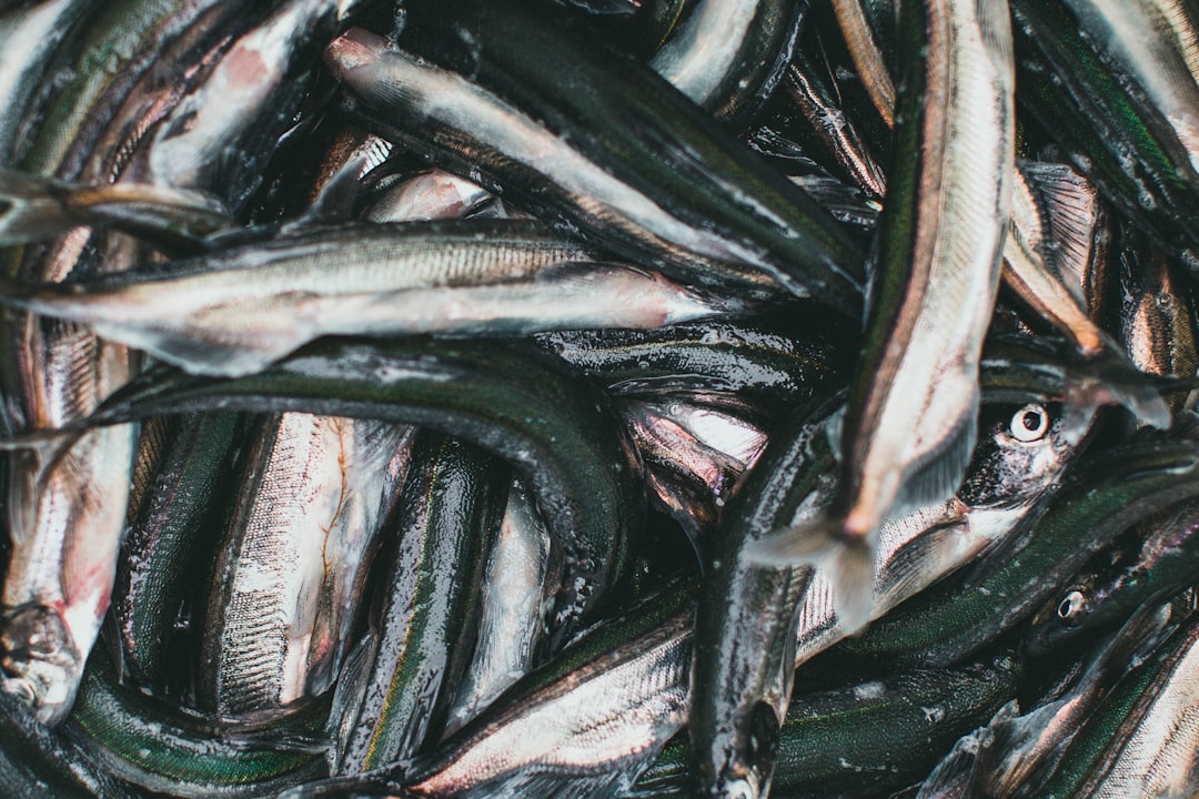 anchovy