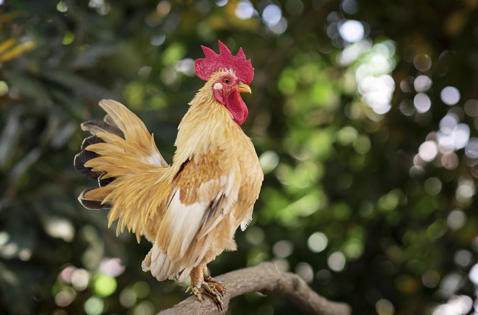 2026년 닭띠 운세 총정리