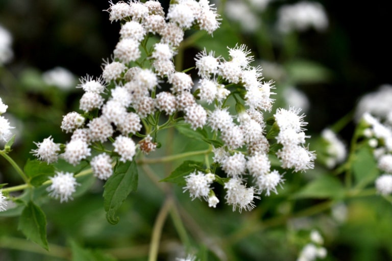 서양등골나무 관련 사진