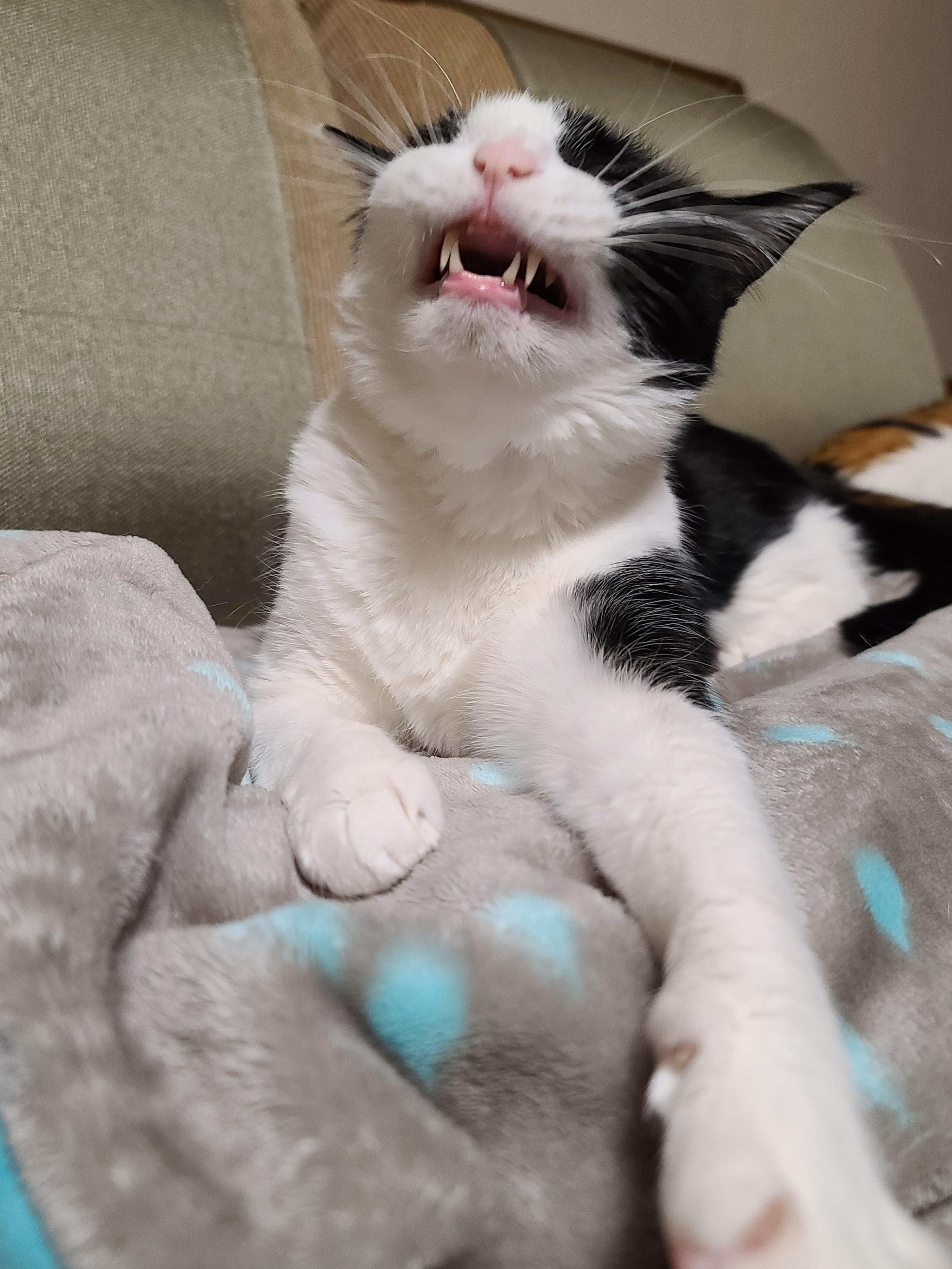 우리집 고양이들에게 전기장판은 선택이 아닌 필수! 보일러가 고장난 3일동안 아홉냥이들은...