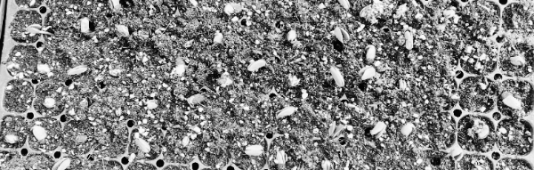 서리태 파종시기: 서리태 심는 방법