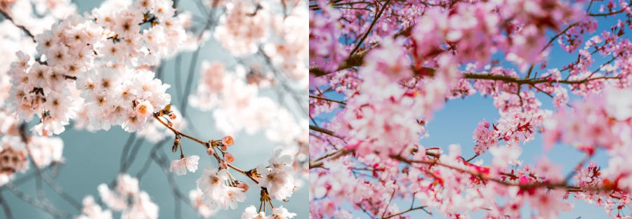 2025년 여의도 윤중로 벚꽃 개화 시기와 명소 축제 일정 총정리