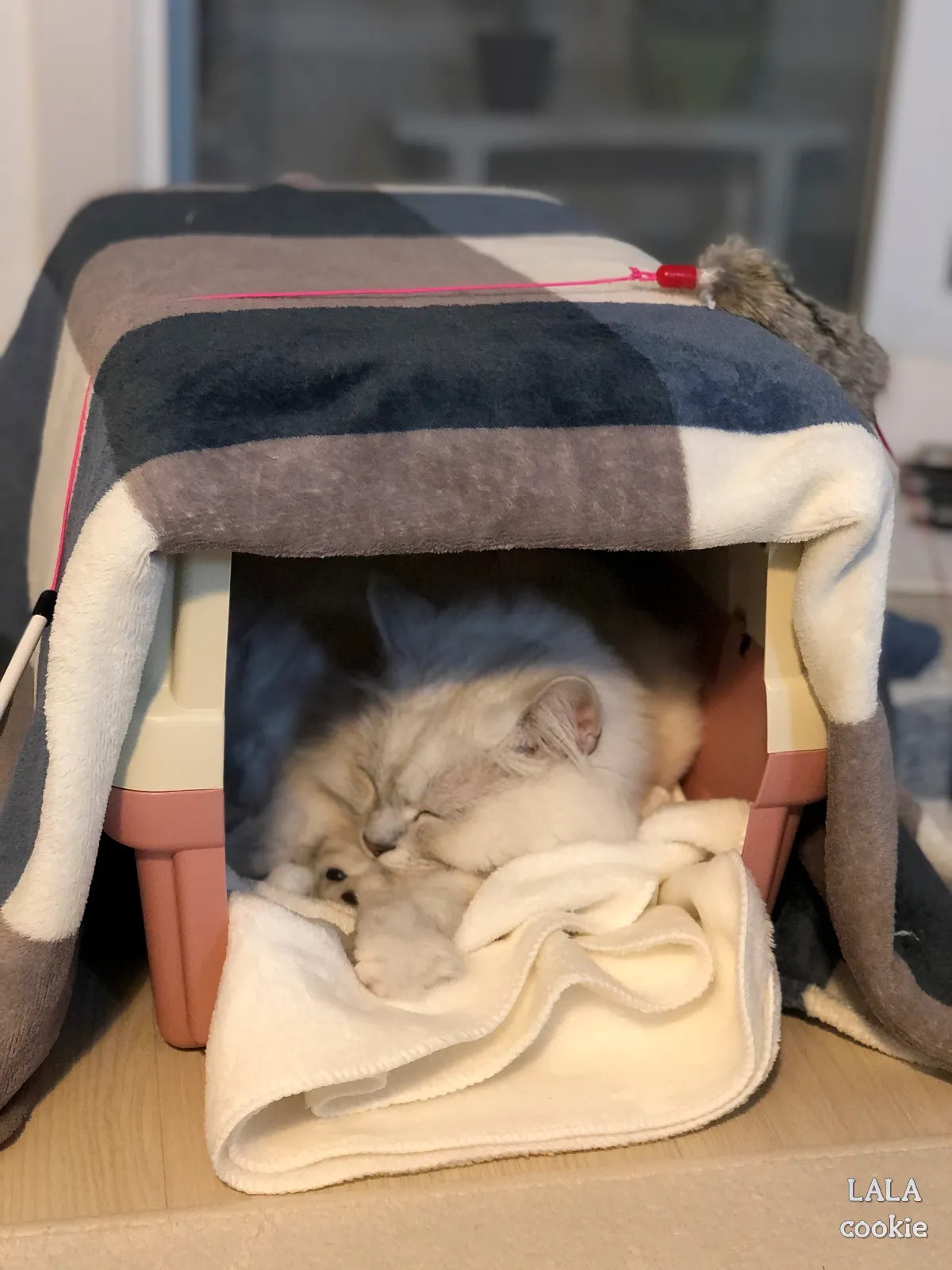 고양이-이동장-추천-플라스틱-소재-이동장-안에서-자는-고양이