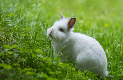 2025년 6월 토끼띠 생년별 운세