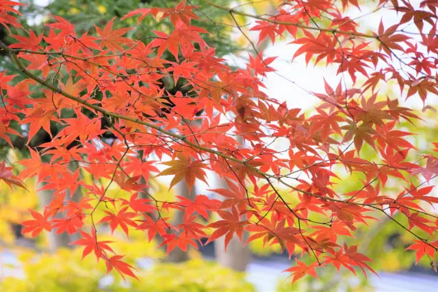 교토 단풍 명소 세이료지 이미지