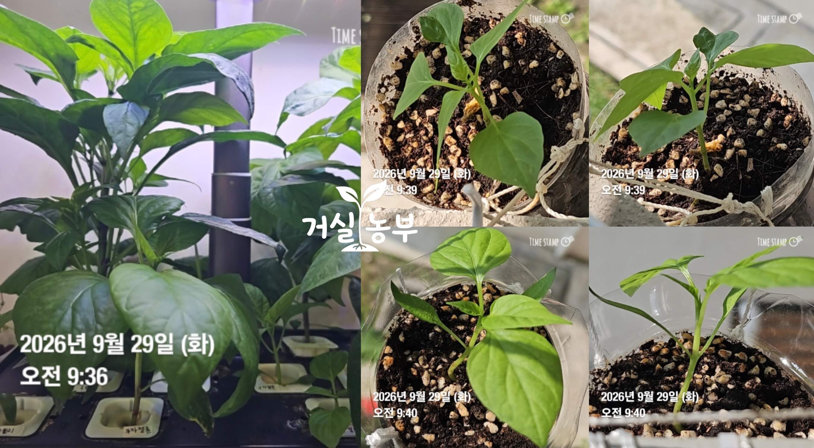 9월 29일 베란다 난간 흙 화분에서 자라는 어린 고추 모종