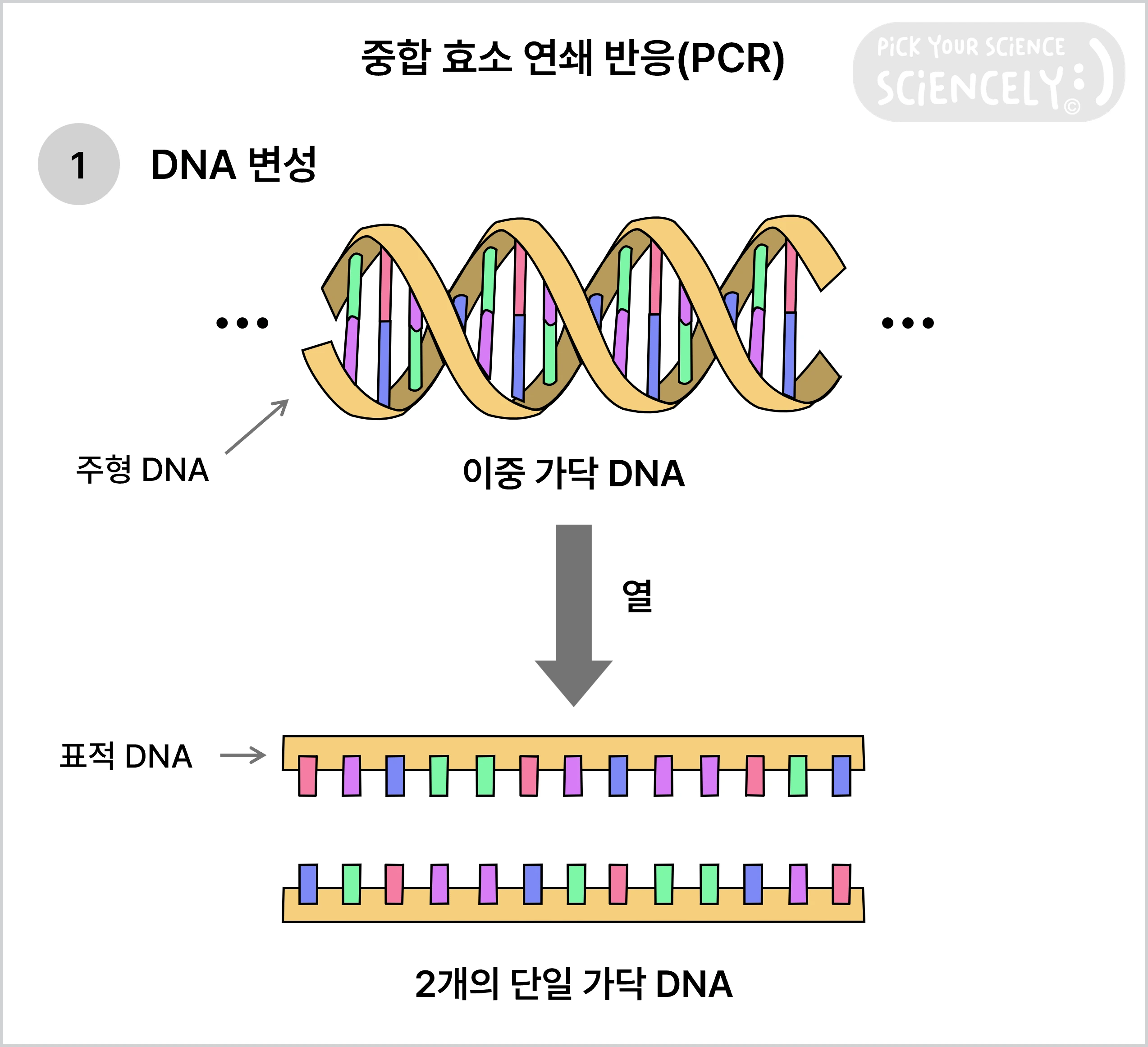 중합 효소 연쇄 반응, PCR, DNA 변성