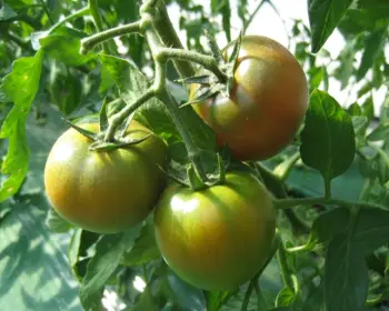 대저토마토축제_16