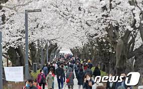 울주작천정 벚꽃축제 기본일정과 프로그램 소개