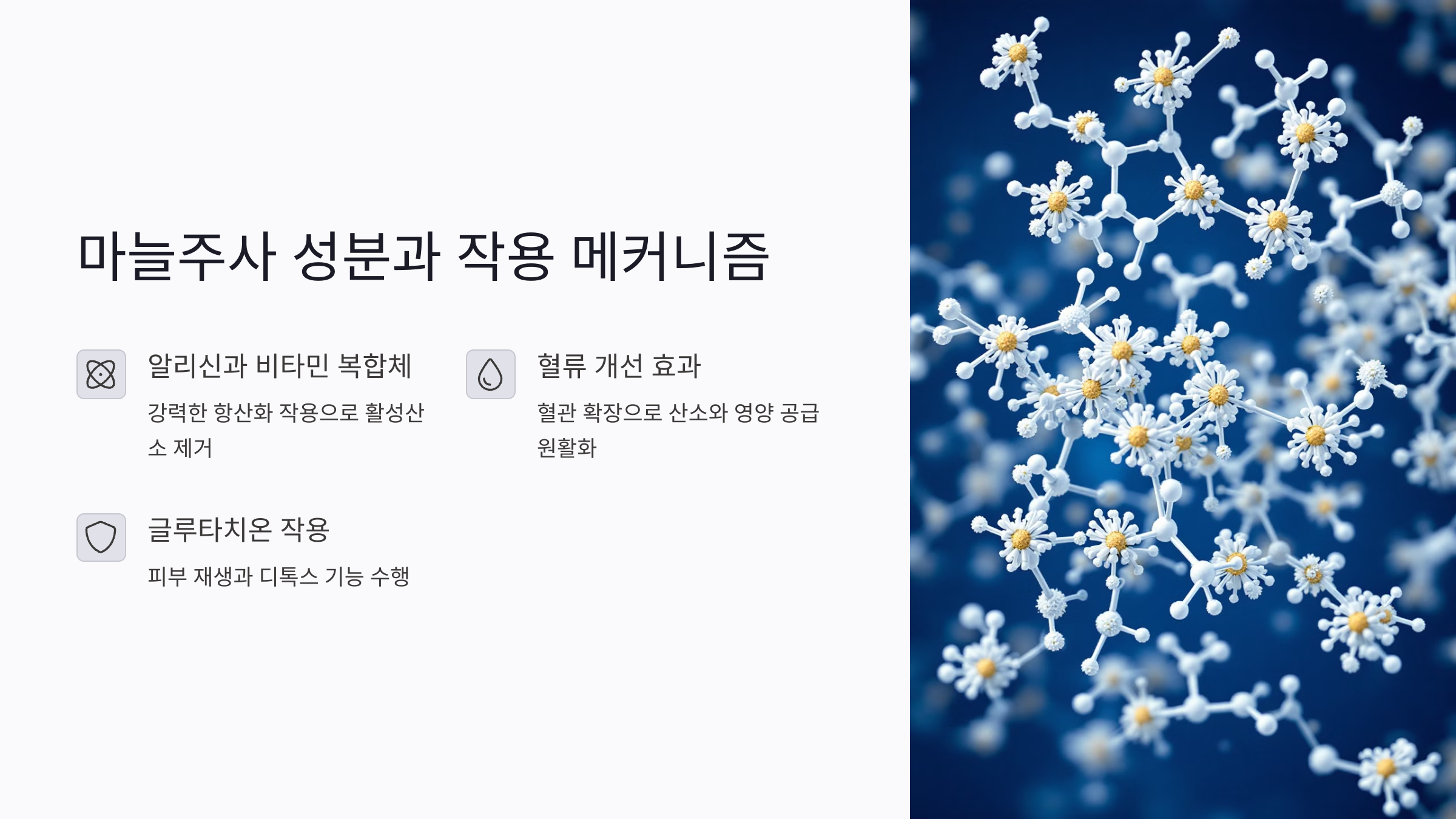 마늘주사 성분과 항노화 작용 메커니즘