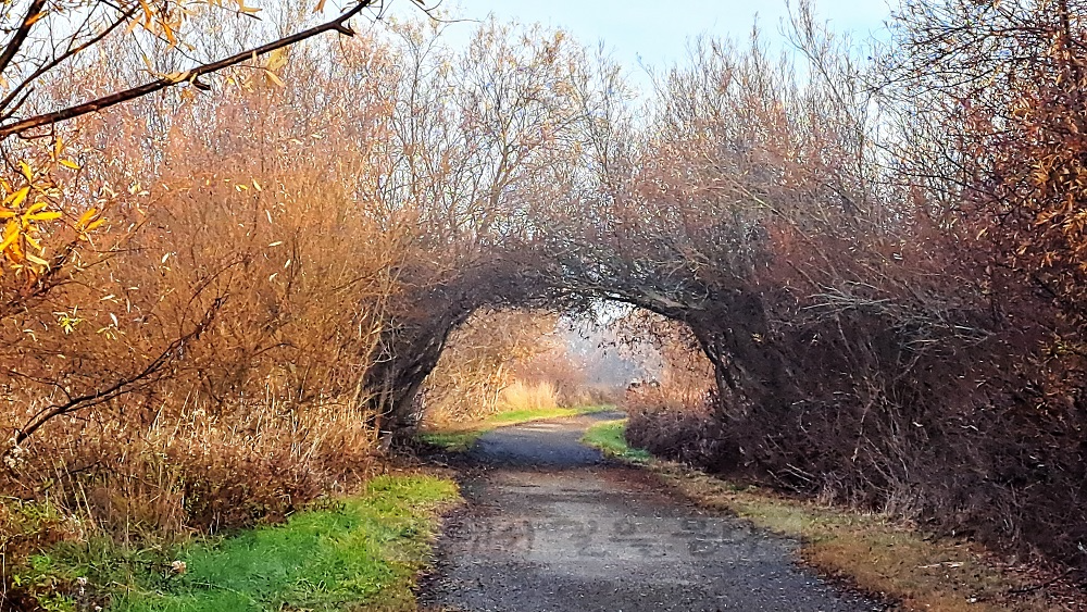 Coyote Hills Regional Park