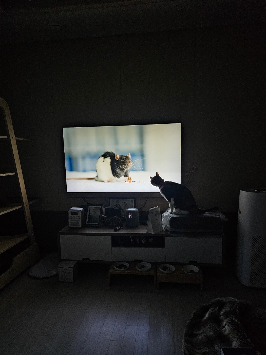 어두운_방안에서_TV속_거대쥐를_보고_있는_삼색이_고양이_다다_뒷모습