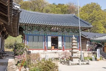서산 개심사 청벚꽃 개화시기 명소_7